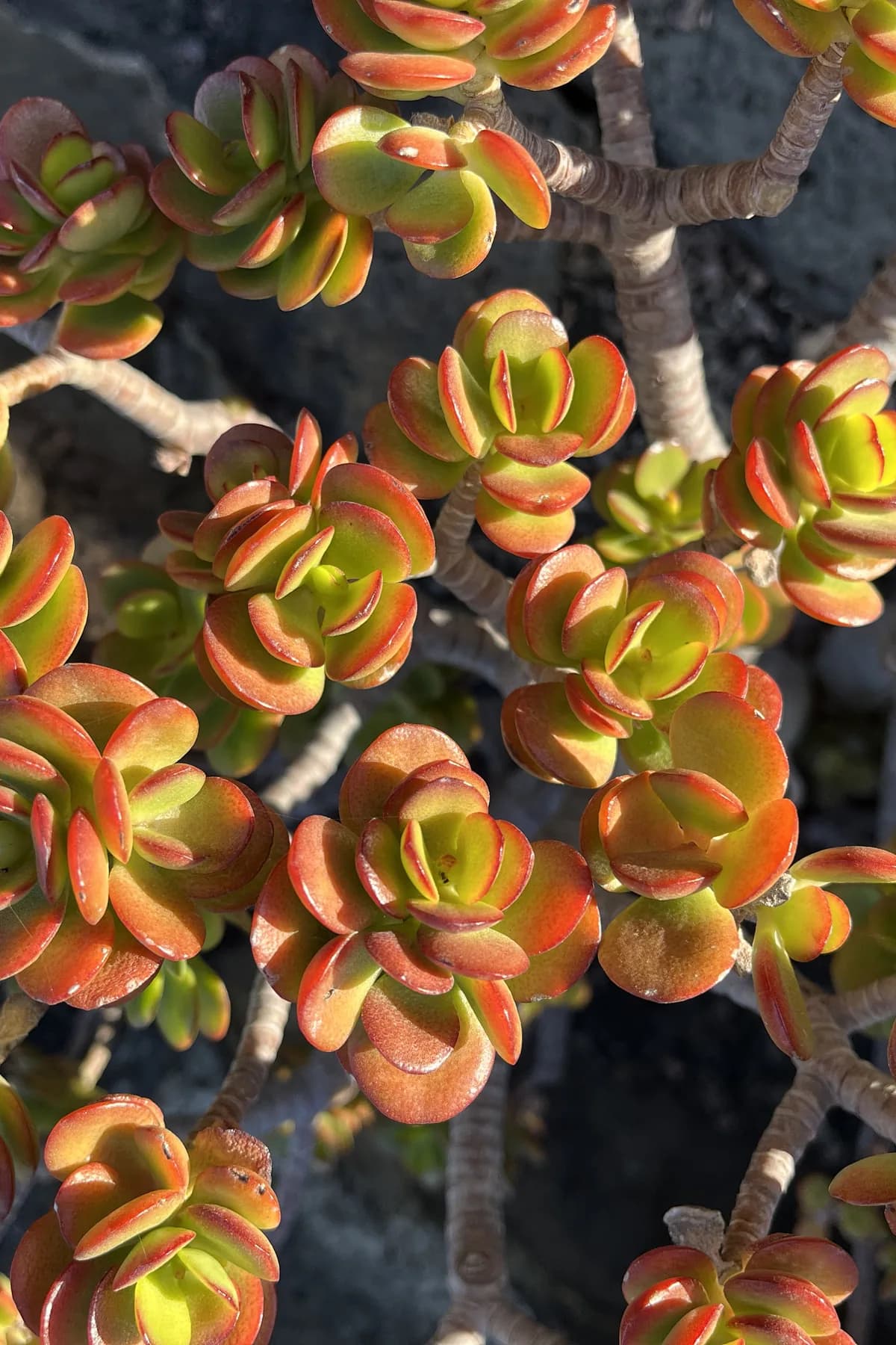 Surviving without rain: the tricks of the coastal plants
